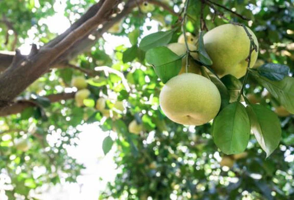 info-565-385 info-565-385